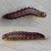 Neufaculta ericetella larva (Photo: © B Smart)