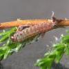 Neofaculta ericetella larva on foodplant (Photo: © B Smart)