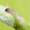 Caryocolum viscariella early instar larva (Photo: © B Smart)