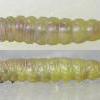 Caryocolum viscariella final instar larva (Photo: © B Smart)