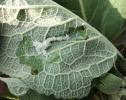 Nothris verbascella feeding signs Norfolk Sept 2024 (Photo: © D Jones)