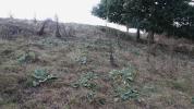 Nothris verbascella habitat Norfolk September 2024 (Photo: © D Jones)