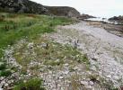 Chrysoesthis sexguttella habitat Banffshire 2024 (Photo: © S Palmer) 