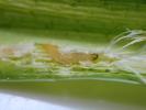 Monochroa arundinetella larva parasitised, Monmouthshire 19.5.2023 (Photo: © G Tordoff)