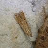 Monochroa Arundinetella Leics.13.6.25(Photo © M Skevington)