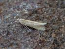 Monochroa arundinetella female, Monmouthshire 23.6.23 (Photo: © G Tordoff)