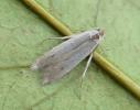 Monochroa suffusella (male) Co Clare (Photo:  © L Evans)