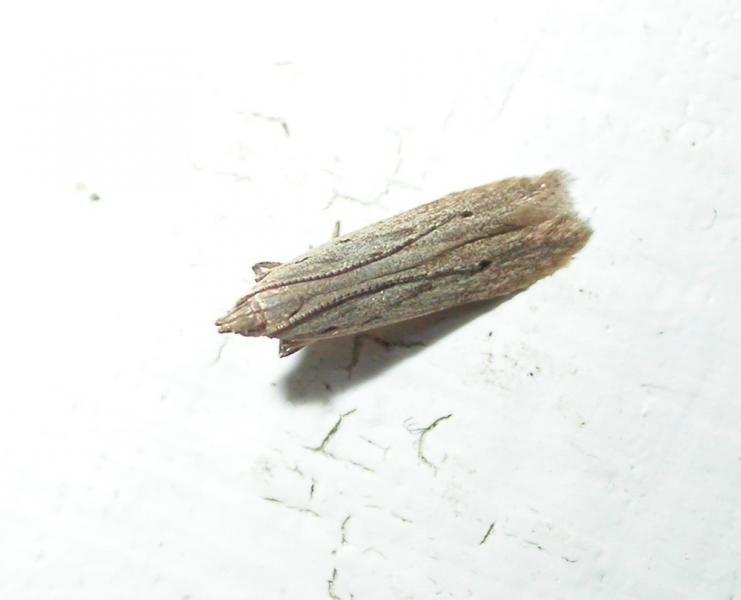 Monochroa niphognatha