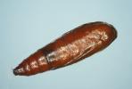 Scrobipalpa acuminatella pupa dorsal view (Photo: © S. D. Beavan & R. J. Heckford)