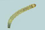 Scrobipalpa freyii final instar larva (2) 25.8.2022 Kent (Photo: © S. D. Beavan & R. J. Heckford)