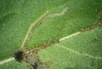 Scrobipalpa freyii mine Kent on Centaurea scabiosa Aug 2022 (Photo: © S. D. Beavan & R. J. Heckford)