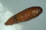 Scrobipalpa freyii pupa dorsal view (Photo: © S. D. Beavan & R. J. Heckford)