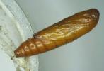 Scrobipalpa freyii pupa lateral view (Photo: © S. D. Beavan & R. J. Heckford)