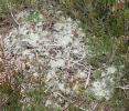 Scrobipalpa murinella habitat Aberdeenshire 2024 (Photo: © S Palmer)