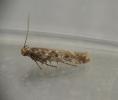 Scrobipalpa salicorniae, East Wittering, Sussex 27.8.2024 (Photo: © M Bailey)