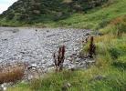 Scrobipalpa clintonii habitat Banffshire 2024 (Photo: © S Palmer)