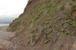 Scrobipalpula tussilaginis habitat and Colt's Foot Devon 2024 (Photo: © W Langdon) 