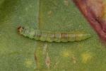 Scrobipalpula tussilaginis larva ex mine Devon 2024 (Photo: © W Langdon)