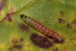 Scrobipalpula tussilaginis larva Devon 2024 (Photo: © W Langdon)