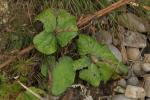 Scrobipalpula tussilaginis mines, on Colt's Foot, Devon 2024 (Photo: © W Langdon)