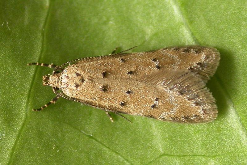 Pseudotelphusa paripunctella