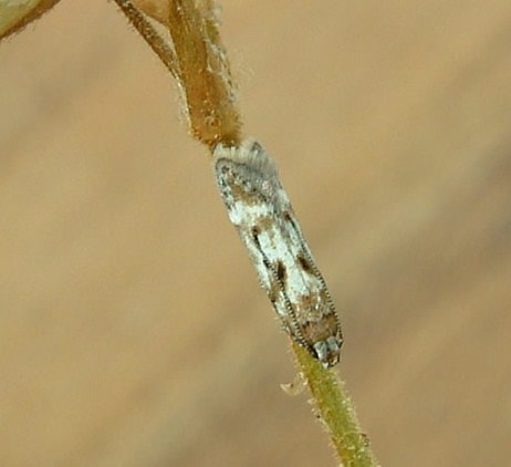Caryocolum blandelloides
