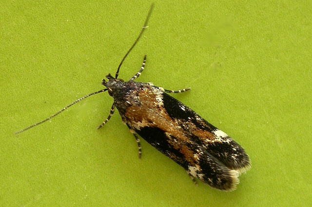 Caryocolum tricolorella
