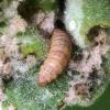 Nothris verbascella larva France 2019 (Photo: © T Green)