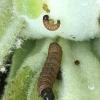 Nothris verbascella larvae France 2019 (Photo: © T Green)