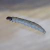 Nothris congressariella larva St Mary's, Scilly 2018 (Photo: © B Dawson)