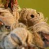 Pexicopia malvella feeding sign (Photo: © B Smart)