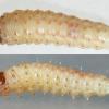 Pexicopia malvella larvae (Photo: © B Smart)