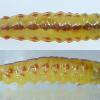 Chrysoesthia sexguttella larvae Lancashire (Photo: © B Smart