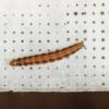 Aristotelia ericinella larva Cheshire 1995 (Photo: © I Smith)