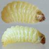 Metzneria aestivella larva (Photo: © B Smart)