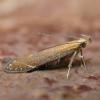 Monochroa cytisella, Suffolk (Photo: © P Kitchener)