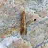 Monochroa lucidella Cumbria (Photo: © N Voaden)