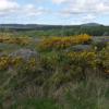 Mirificarma mulinella habitat Aberdeenshire 2019 (Photo: © S Palmer)