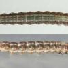 Gelechia sororculella larva Warrington, May 2017 (Photo: © B Smart)
