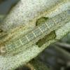 Gelechia hippophaella larva Norfolk 2016 (Photo: © R J Heckford)