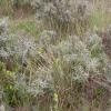 Sea-buckthorn (Hippophae rhamnoides) Norfolk 2016 (Photo: © R J Heckford)