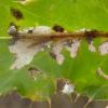 Scrobipalpa acuminatella Lancashire 2018 (Photo: © B Smart)