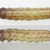 Scrobipalpa suaedella larva Dorset, May 2017 (Photo: © B Smart)