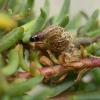 Scrobipalpa suaedella spinning Dorset, May 2017 (Photo: © B Smart)