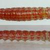 Scrobipalpa ocellatella larva Dorset, May 2017 (Photo: © B Smart)