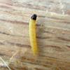 Caryocolum alsinella larva Carmarthenshire 2017  (Photo: © S Palmer)