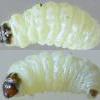 Metzneria metzneriella larvae, Warrington (Photo: © B Smart)