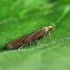 Monochroa cytisella (Photo: © P Clement)