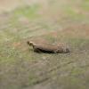 Monochroa cytisella (Photo: © T & D Pendleton)