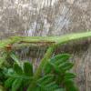 Monochroa cytisella larva Brinksty Hill, Worcs May 2014 (Photo: © S Palmer)